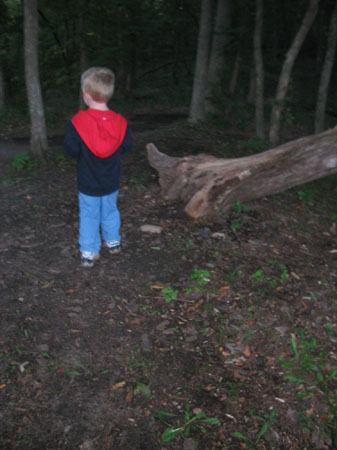 treefelldown2