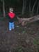 treefelldown2